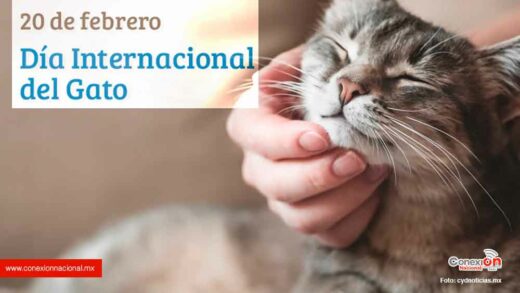 Feliz “Día Internacional del Gato” a todos los michis del mundo mundial