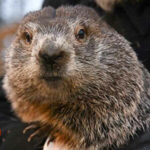 Hoy es “Día de la marmota” y el famoso Phil predijo que el invierno se alargará 6 semanas