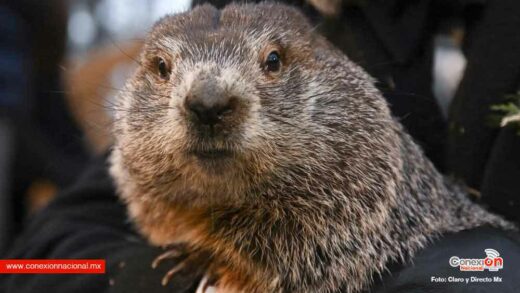Hoy es “Día de la marmota” y el famoso Phil predijo que el invierno se alargará 6 semanas
