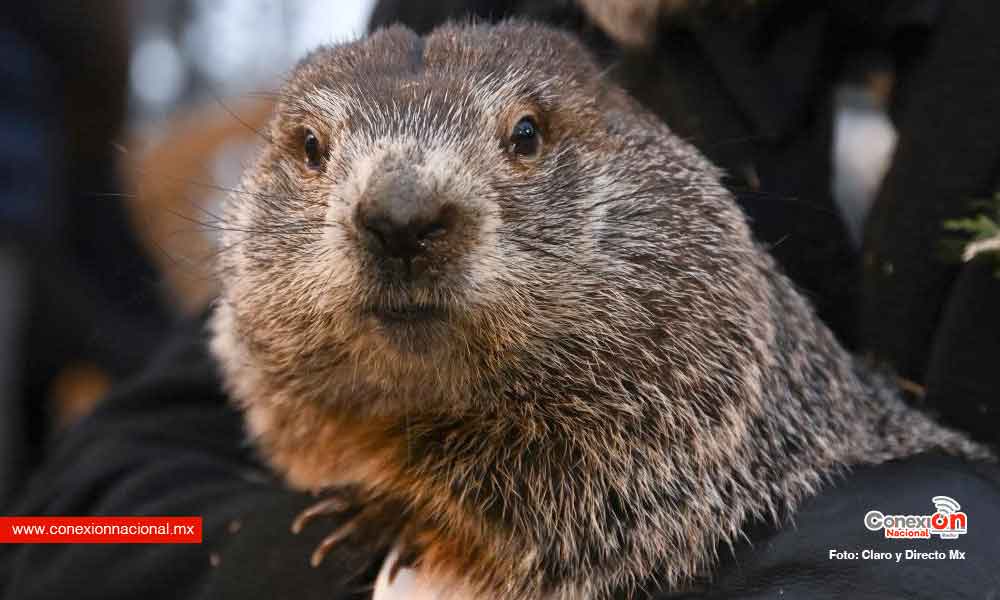 Hoy es “Día de la marmota” y el famoso Phil predijo que el invierno se alargará 6 semanas