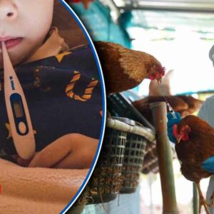 Se extiende gripe aviar en América, una niña en Ecuador se contagió del virus