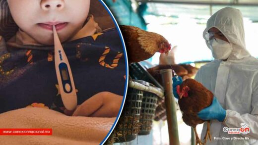 Se extiende gripe aviar en América, una niña en Ecuador se contagió del virus