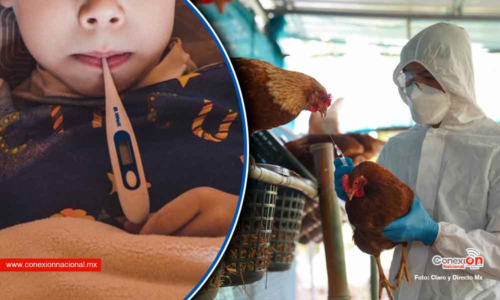 Se extiende gripe aviar en América, una niña en Ecuador se contagió del virus