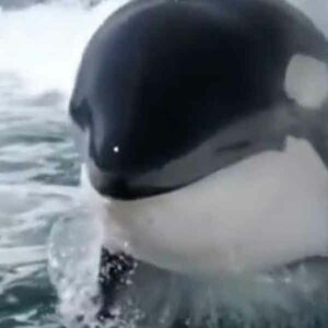Impresionante orca juguetea en aguas de México