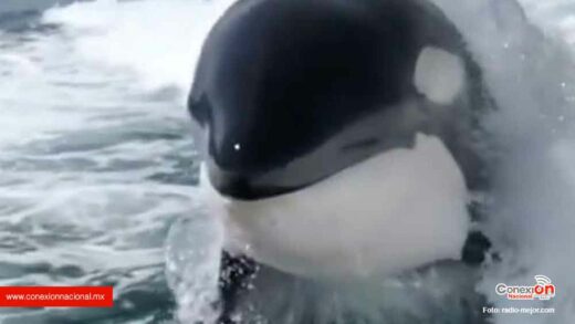 Impresionante orca juguetea en aguas de México