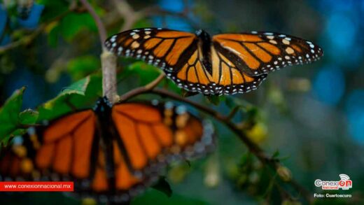 Incrementa en un 30% población de Mariposa Monarca en santuarios del Oriente