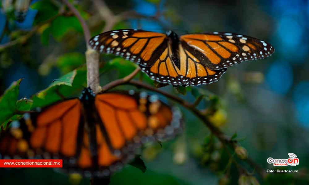 Incrementa en un 30% población de Mariposa Monarca en santuarios del Oriente