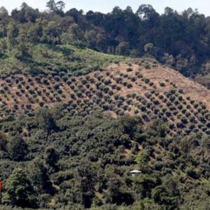 Alistan Veda Forestal en Michoacán