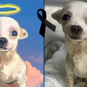 “Perdimos a un valiente” Falleció Pinky, el chihuahuita que defendió su casa y enfrentó a un ladrón