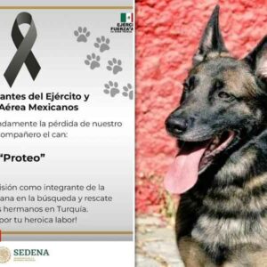 ¡Un héroe ha caído! Proteo, perro rescatista de la Sedena murió en Turquía