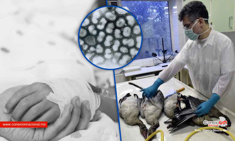 Murió una niña contagiada por el virus de la gripe aviar