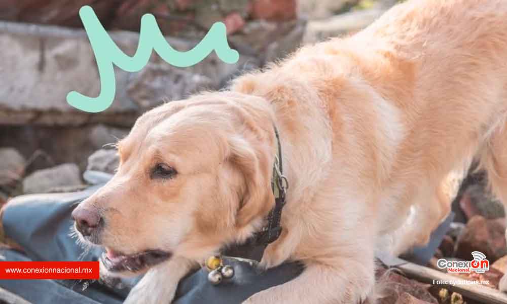 Los perros pueden percibir un sismo