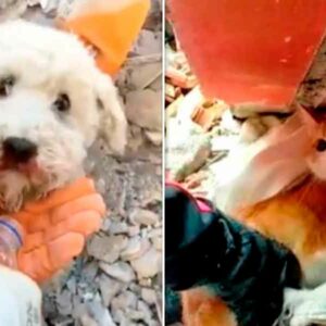¡Qué alegría! Perritos y Michis también han sido rescatados de entre los escombros en Turquía