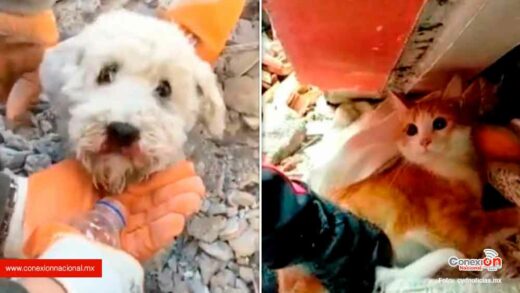 ¡Qué alegría! Perritos y Michis también han sido rescatados de entre los escombros en Turquía