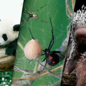 Conoce los rituales de tres animalitos de la creación para emparejarse