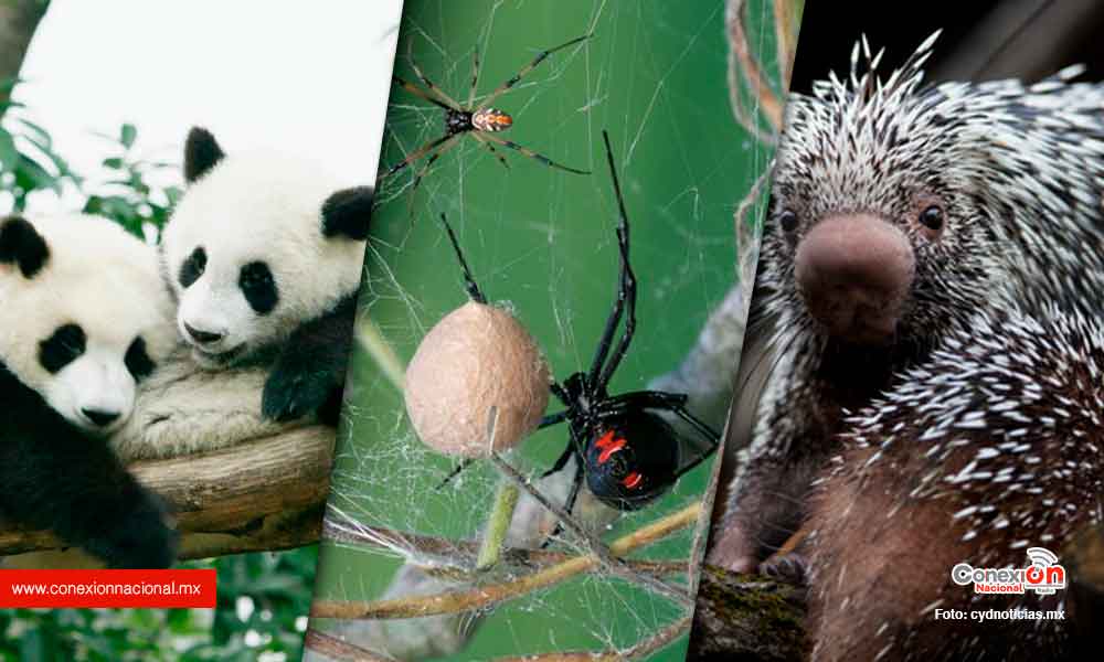 Conoce los rituales de tres animalitos de la creación para emparejarse