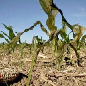 Sequía extrema impacta el estado de Michoacán