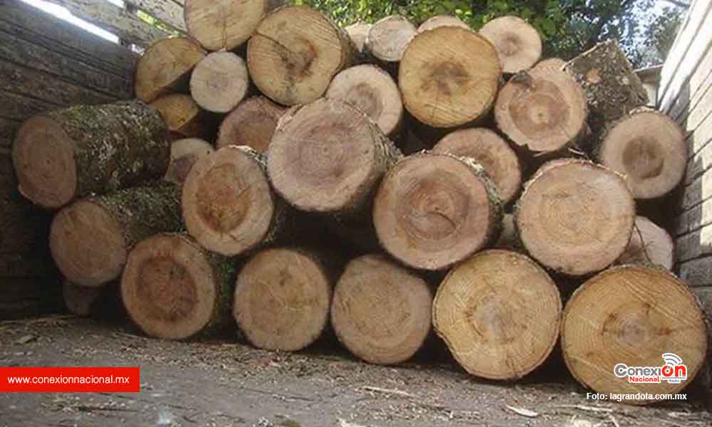 Alarma crecimiento de tala ilegal en Chihuahua
