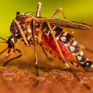 Casos de dengue registrados en Huajuapan