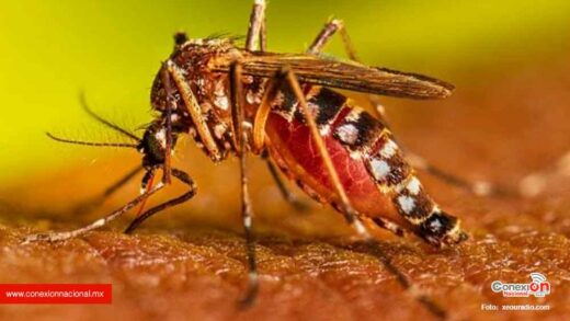 Casos de dengue registrados en Huajuapan