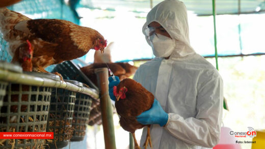 Variantes de Gripe Aviar Tienen Potencial Pandémico: OMS