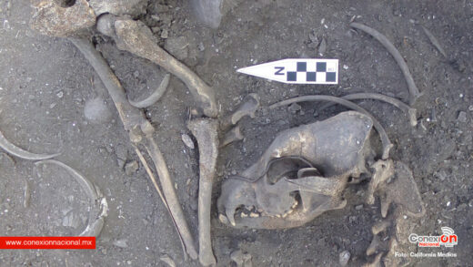 Hallan arqueólogos 16 entierros de más de 5 mil años en BC