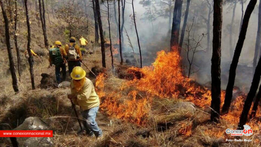 Más de 70 incendios forestales en una semana en Michoacán
