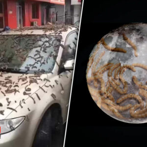 En China aseguran que llovieron gusanos, el fenómeno es asociado a la “luna de gusano”