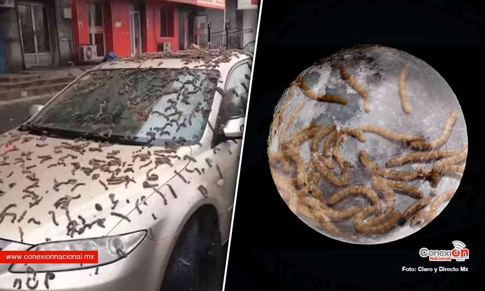 En China aseguran que llovieron gusanos, el fenómeno es asociado a la “luna de gusano”