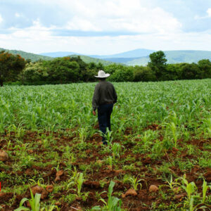 Conflictos por la tenencia de la tierra, cobran vidas en meseta Purépecha