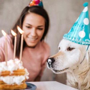 ¿Es sano para los perrhijos que coman pasteles y galletas como cualquier humano antojadizo?