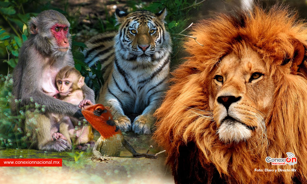 Este 3 de marzo valoramos en su día a la Vida Silvestre, tesoro natural del que depende la vida humana