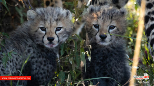 Nacen cuatro guepardos en la India, décadas después de ser declarada extinta la especie