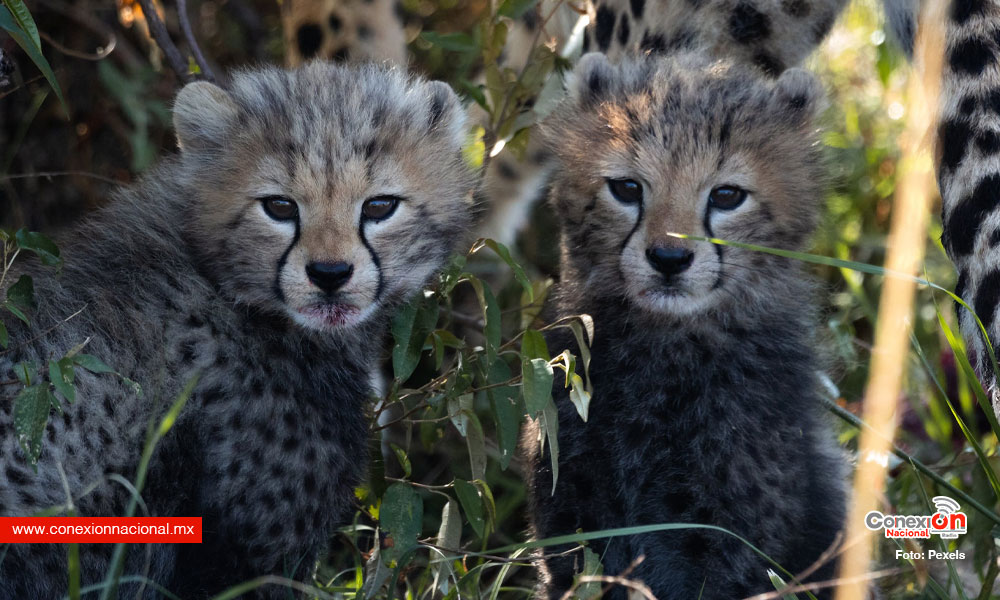 Nacen cuatro guepardos en la India, décadas después de ser declarada extinta la especie