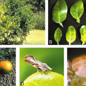 Detectan árboles con síntomas de “Dragón Amarillo” en vivero de Tecate B.C.