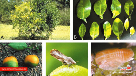 Detectan árboles con síntomas de “Dragón Amarillo” en vivero de Tecate B.C.