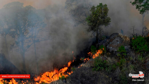 Incendio impacta área natural protegida en Lázaro Cárdenas