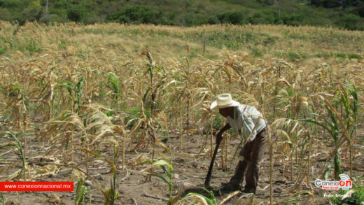 Protegen a pequeños productores contra la sequía en Michoacán