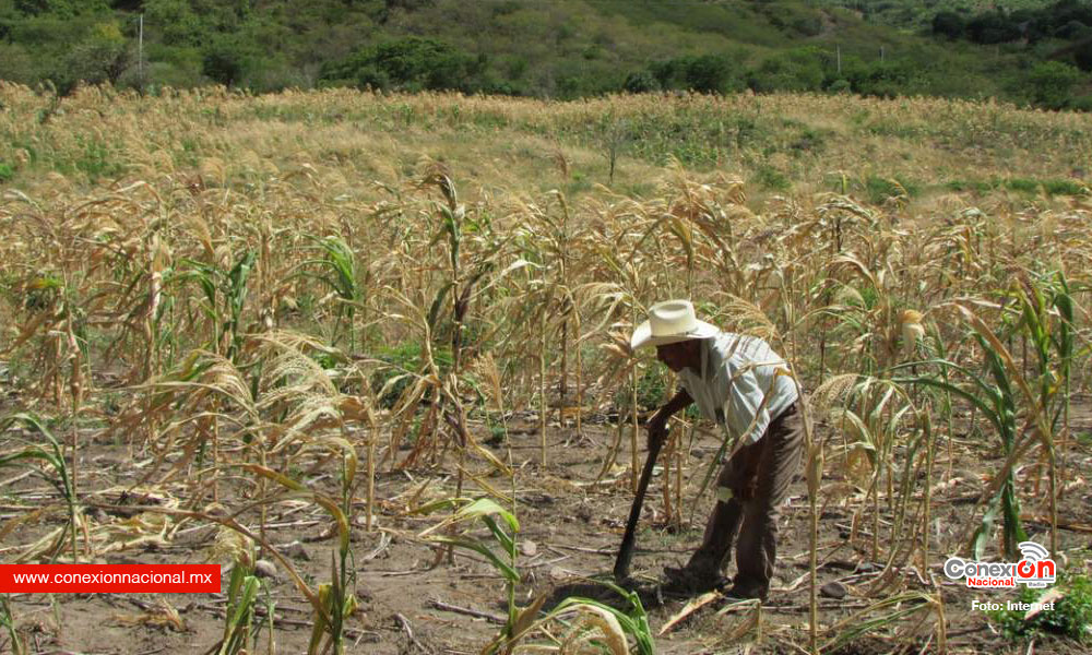 Protegen a pequeños productores contra la sequía en Michoacán